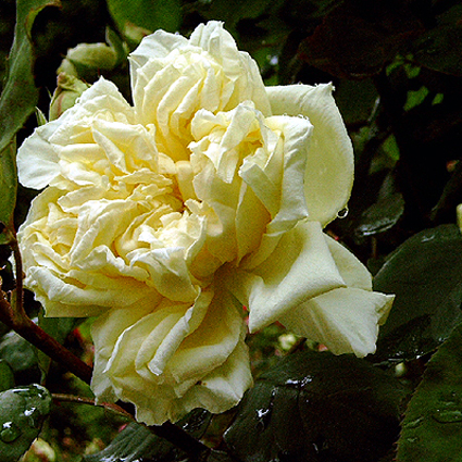 Photos Rosa - 