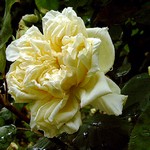 Photos Rosa