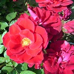 Photos Rosa