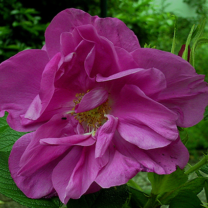 Photos Rosa - Rose