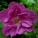 Photos Rosa