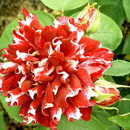 Photos Rosa - Rose