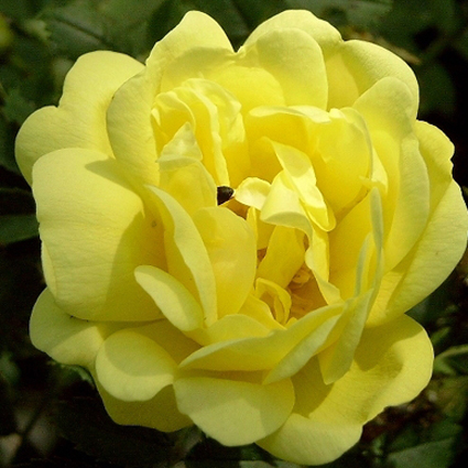 Photos Rosa harrisonii - Rose