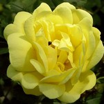 Photos Rosa harrisonii