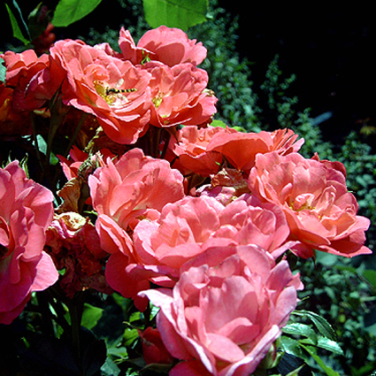 Photos Rosa - 