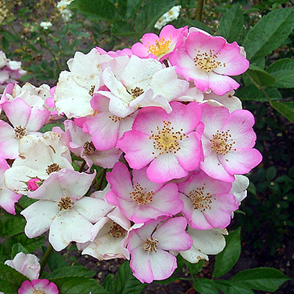 Photos Rosa - Rose