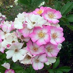 Photos Rosa