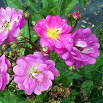 Photos Rosa