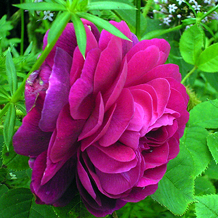 Photos Rosa - Rose
