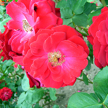 Photos Rosa - 