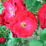 Photos Rosa