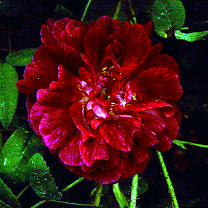 Photos Rosa - Rose