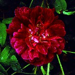 Photos Rosa