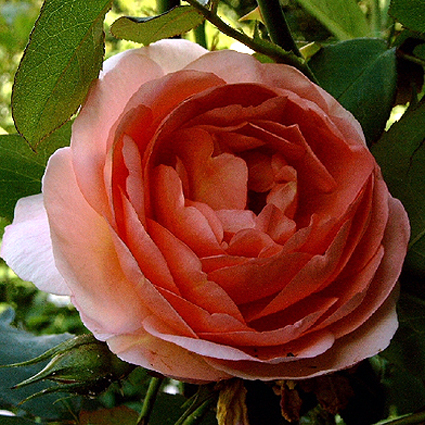 Photos Rosa - Rose