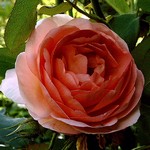 Photos Rosa