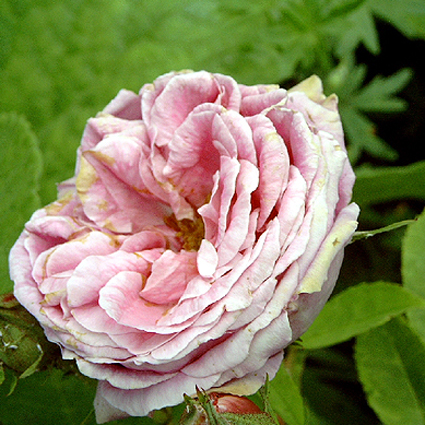 Photos Rosa - Rose