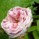 Photos Rosa - Rose