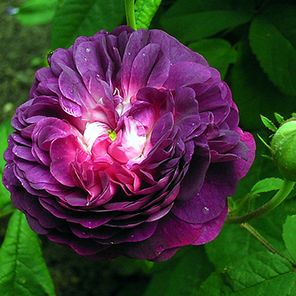 Photos Rosa - Rose