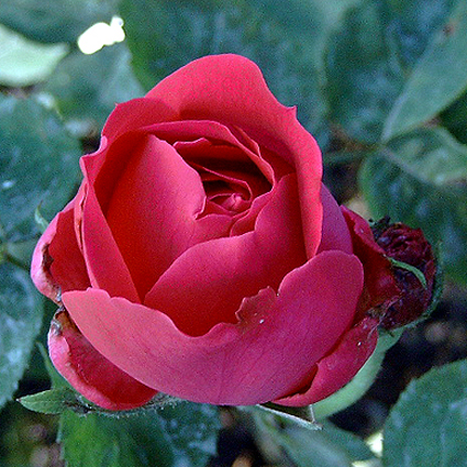 Photos Rosa - Rose