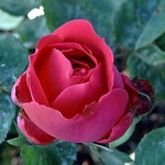 Photos Rosa