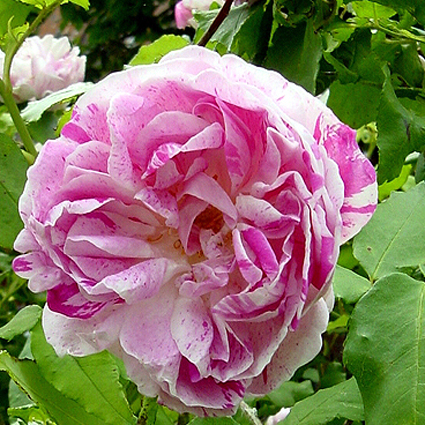 Fotos Rosa - 