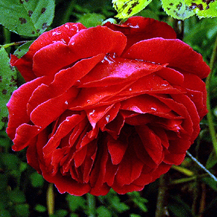 Photos Rosa - Rose