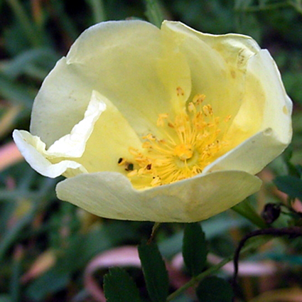 Photos Rosa hugonis - Rose