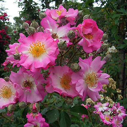 Photos Rosa - Rose