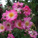 Photos Rosa