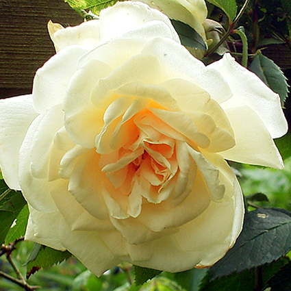Photos Rosa - Rose