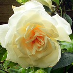 Photos Rosa