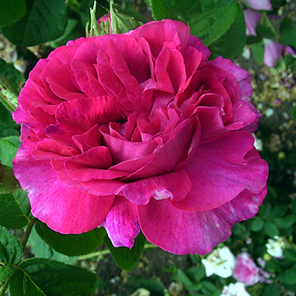 Photos Rosa - Rose