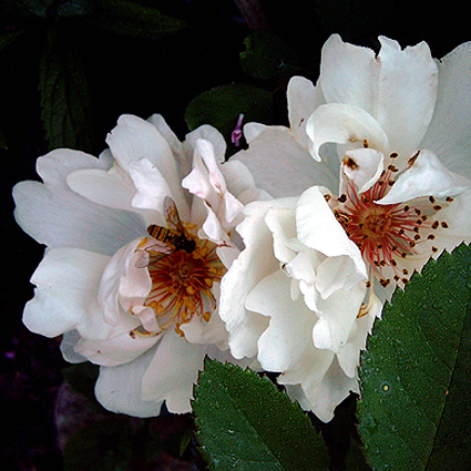 Fotos Rosa - 
