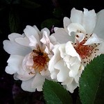 Photos Rosa
