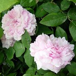 Photos Rosa