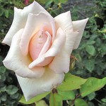 Photos Rosa