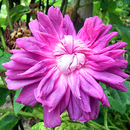 Photos Rosa - Rose