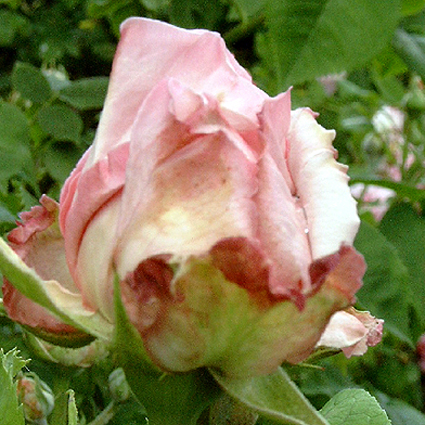 Fotos Rosa - 