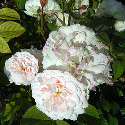 Photos Rosa - Rose
