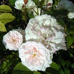 Photos Rosa