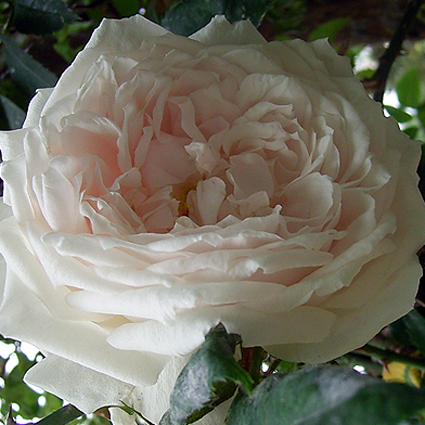 Photos Rosa - Rose