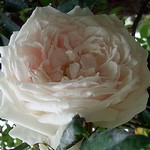 Photos Rosa