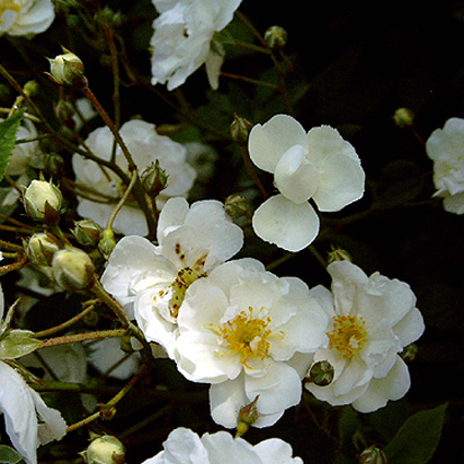 Photos Rosa - Rose