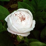 Photos Rosa