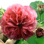 Photos Rosa - Rose