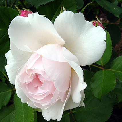 Photos Rosa - 