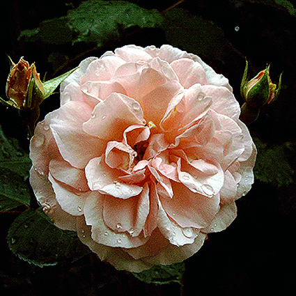 Photos Rosa - 