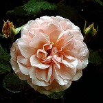 Photos Rosa