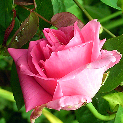 Photos Rosa - Rose