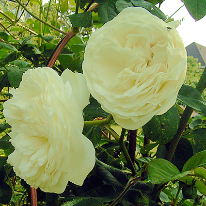 Fotos Rosa - 